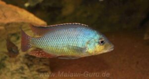 Otopharynx sp. 'spots'