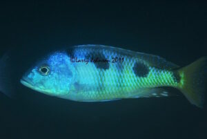 Otopharynx speciosus 'Nkhomo Reef'