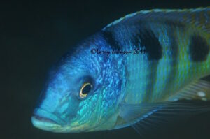 Otopharynx speciosus 'Nkhomo Reef'