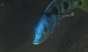 Otopharynx speciosus 'Nkhomo Reef'