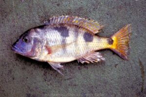 Otopharynx speciosus 'South East Arm'