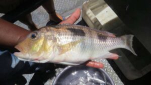 Otopharynx speciosus 'South East Arm'