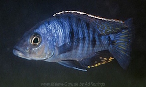 Otopharynx spelaeotes