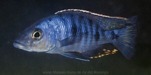 Otopharynx spelaeotes