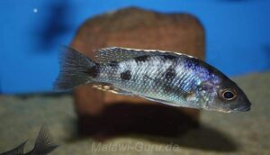 Otopharynx spelaeotes
