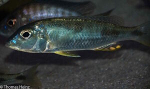 Otopharynx styrax