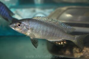 Otopharynx styrax 'Masinje'