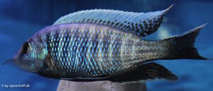 Otopharynx tetraspilus