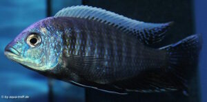 Otopharynx tetraspilus