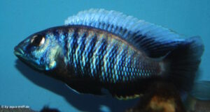 Otopharynx tetraspilus