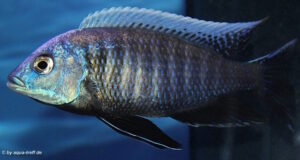 Otopharynx tetraspilus