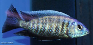 Otopharynx tetraspilus