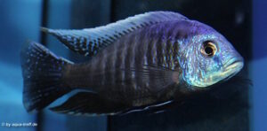 Otopharynx tetraspilus