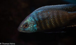 Otopharynx tetraspilus