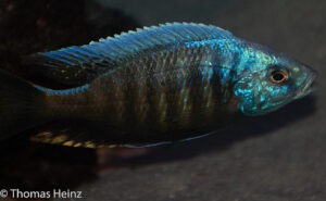 Otopharynx tetraspilus