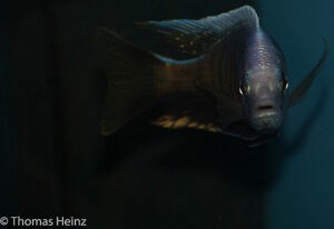 Otopharynx tetraspilus