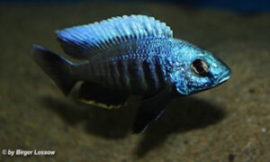 Otopharynx tetraspilus