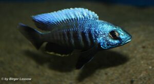 Otopharynx tetraspilus