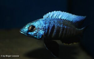 Otopharynx tetraspilus