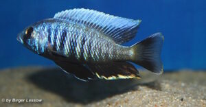 Otopharynx tetraspilus