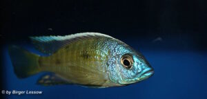 Otopharynx tetraspilus