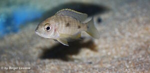 Otopharynx tetraspilus