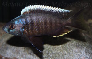 Otopharynx tetraspilus