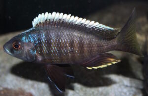 Otopharynx tetraspilus
