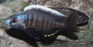 Otopharynx tetraspilus