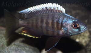 Otopharynx tetraspilus