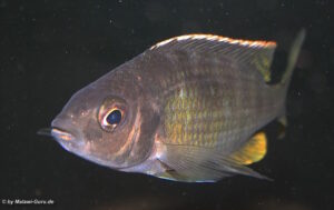 Otopharynx tetraspilus