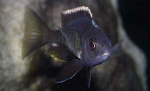 Otopharynx tetraspilus