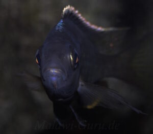 Otopharynx tetraspilus