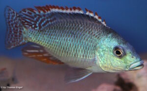 Otopharynx tetrastigma 'Kanchedza Island'