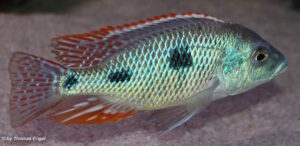 Otopharynx tetrastigma