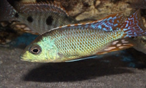 Otopharynx tetrastigma