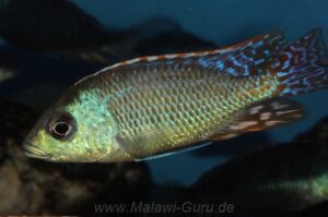 Otopharynx tetrastigma