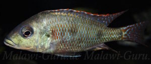 Otopharynx tetrastigma