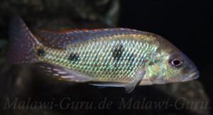 Otopharynx tetrastigma 'Thumbi East Island'