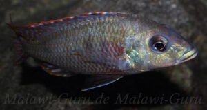 Otopharynx tetrastigma 'Thumbi East Island'