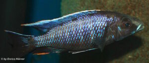 Otopharynx walteri 'Maleri Island''Maleri Island' Otopharynx walteri 'Maleri Island'