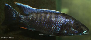 Otopharynx walteri 'Maleri Island'
