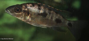 Otopharynx walteri 'Maleri Island''Maleri Island' Otopharynx walteri 'Maleri Island'