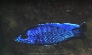 Otopharynx walteri 'Nakantenga Island''Nakantenga Island' Otopharynx walteri