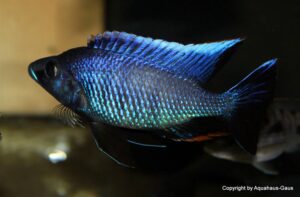 Otopharynx walteri