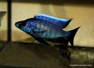 Otopharynx walteri