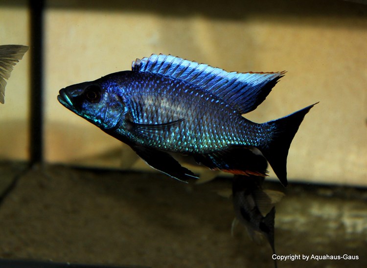 Otopharynx walteri 'Nakantenga Island''Nakantenga Island' Otopharynx walteri