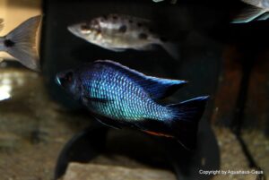 Otopharynx walteri 'Nakantenga Island'