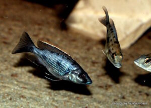Otopharynx walteri 'Nakantenga Island''Nakantenga Island' Otopharynx walteri 'Nakantenga Island'