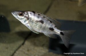 Otopharynx walteri 'Nakantenga Island'